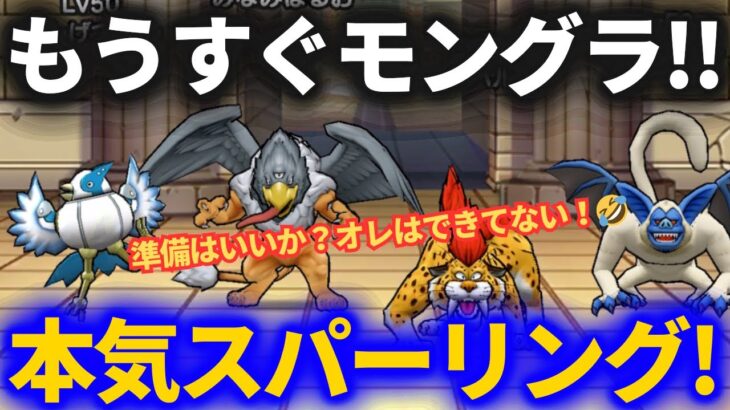 【ドラクエウォーク】本気のスパーリング開始！モングラがすぐそこまで来ている！！【モンスターグランプリ】