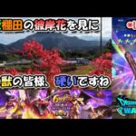 【ドラクエウォークLive】６周年 英雄を継ぐ者 第４章と寺坂棚田の彼岸花へ【ツイキャス、ニコ生同時配信】
