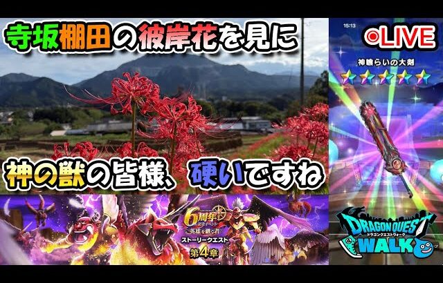【ドラクエウォークLive】６周年 英雄を継ぐ者 第４章と寺坂棚田の彼岸花へ【ツイキャス、ニコ生同時配信】