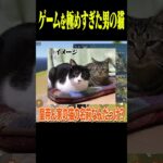 ゲームを極めすぎた男の猫の名前【荒野行動】