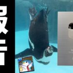 【報告】今後の活動について動物園で親と話してきた【パズドラ】