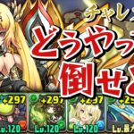 【最終日】はじめてのチャレダン14【パズドラ】