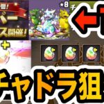 無課金がガチャドラ狙ってなけなしの魔法石をスーパーゴッドフェスに突っ込んだ結果・・・【しげドラ#404】