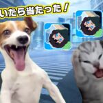 廃課金者の未路【猫ミーム】