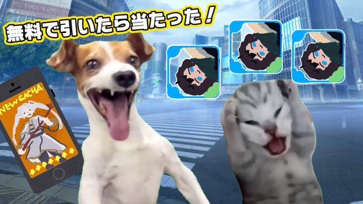 廃課金者の未路【猫ミーム】
