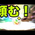 恐怖と絶望の『ソロモン一点狙いガチャ』【パズドラ】